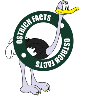 Interesting Ostrich Facts